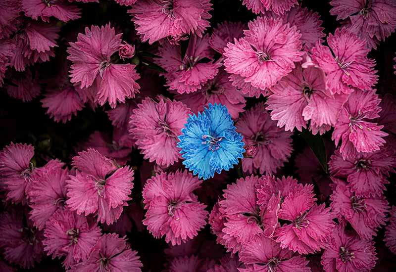 I dieci versetti della Bibbia sui fiori