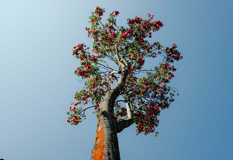 Un albero unico