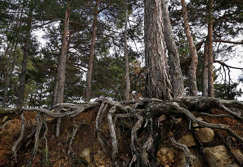 Abbiamo bisogno gli uni degli altri per crescere
